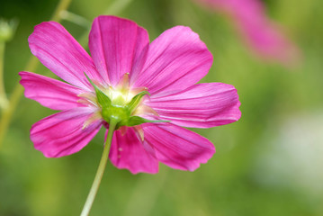 Obraz premium pink flower in garden on green background