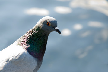 Common Dove, Columbia Livia