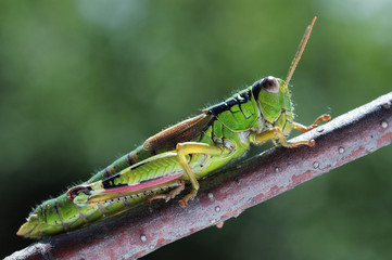 GRILLO VERDE