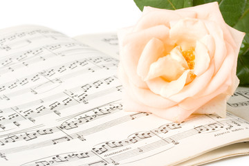The rose laying on a musical notes on a white background