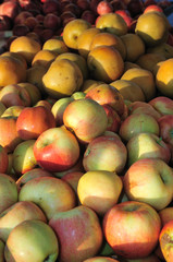 Farmer's market Gala apples and asian pears