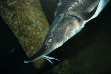 clouseup sea sturgeons head in aquarium on dark background
