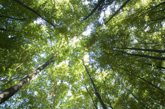 Looking up to the sky through trees