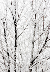 schnee bedeckt Äste