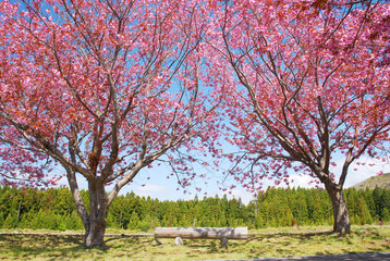 桜とベンチ