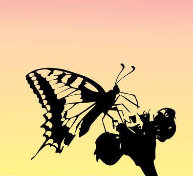 The butterfly flies to a flower1
