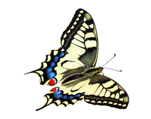 papillon bleu © photlook