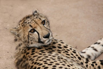 Cheetah wild cat lying down and looking back