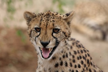 Beautiful cheetah cat calling to it's young