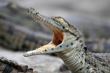 Baby Nile crocodile with it's mouth wide open