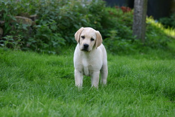 labrador chiot sage blanc à la campagne