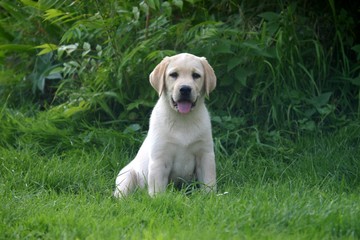 labrador chiot blanc assis a la campagne