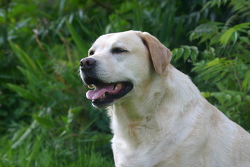 Labrador blanc assis à la campagne