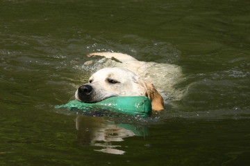 Labrador blanc dans l'eau avec bouteille