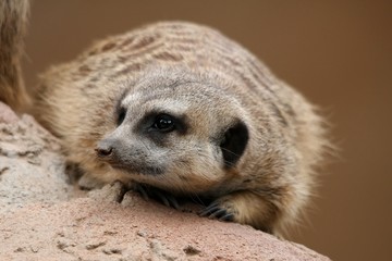 Fototapeta premium Cute meerkat or suricate on the look out