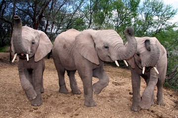 Three tame baby elephants with trunks in the air