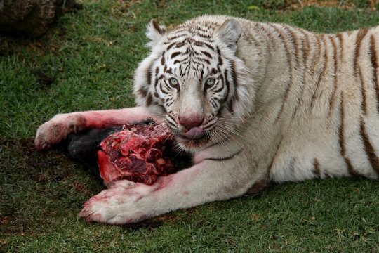Fototapeta White tiger eating bloody meat and licking lips