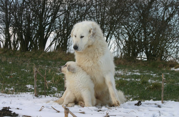 montagne des pyrénées mère et chiot sur la neige