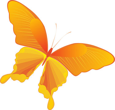 decorative yellow butterfly