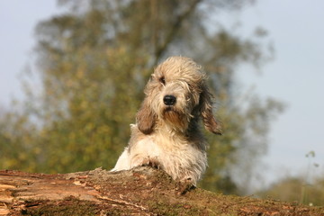 Petit Basset griffon vendéen sur un tronc d'arbre