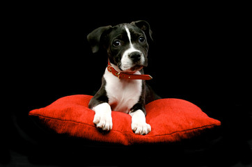 Staffordshire Bull Terrier on a red cushion
