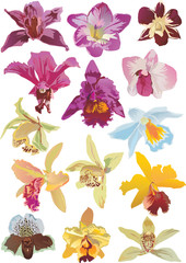fourteen orchids collection