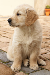Small obedient golden retriever puppy sitting on the pavement