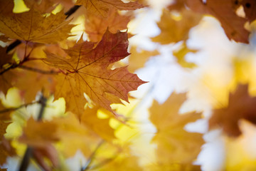 Close-up of maple tree in beautiful autumn colors
