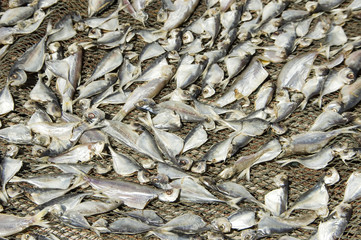 drying salted fish under hot sun