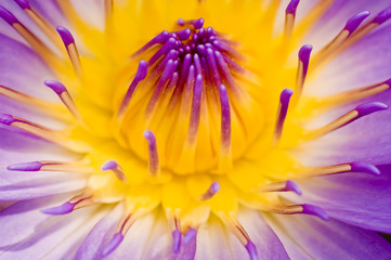 Obraz premium water lily closeup