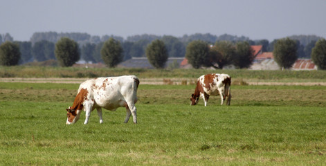 Fototapeta na wymiar Beautifull dutch cow's