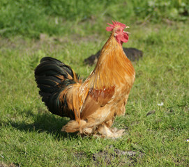 rooster