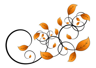 flora vine leaf isolated on white background