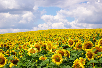 sunflower field