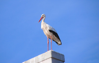 Stork In Poland