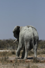Elefant (Loxodonta africana) im Etosha-Nationalpark, Namibia