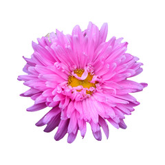 Flower head isolated on a white  background