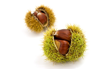 ess kastanien - freigestellt