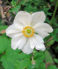 blüte, spätsommer, garten