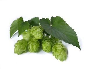 Hopfen