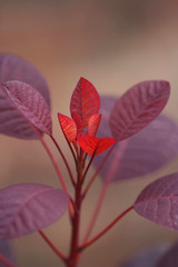 A photograph of a red leaf autumn