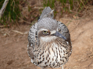 bush stone curlew close up