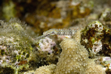 red sea pipefish (corythoichthys sp.)