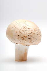 One mushroom a champignon on a light  background