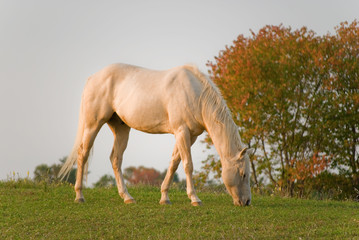 White horse atop a hill in autumn