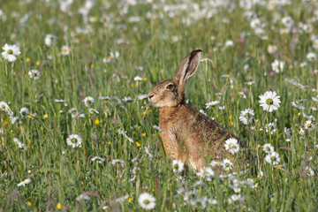 Feldhase in der Blumenwiese
