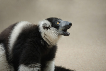 Fototapeta premium Lemur