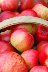 Während der Apfelernte