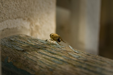 Abeille au bord de la fenêtre