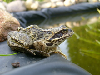 Froschteich